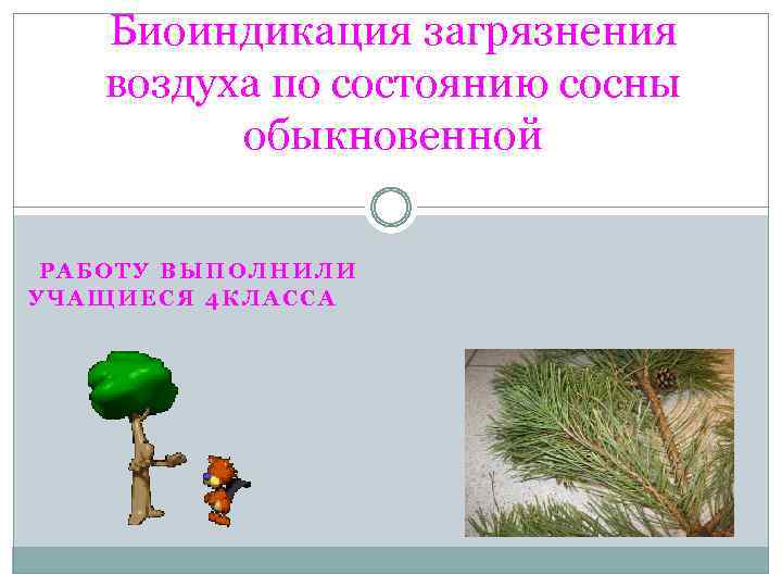 Биоиндикация загрязнения воздуха по состоянию сосны обыкновенной РАБОТУ ВЫПОЛНИЛИ УЧАЩИЕСЯ 4 КЛАССА 