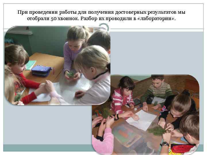 При проведении работы для получения достоверных результатов мы отобрали 50 хвоинок. Разбор их проводили