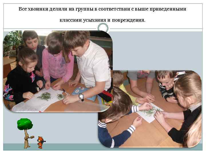 Все хвоинки делили на группы в соответствии с выше приведенными классами усыхания и повреждения.