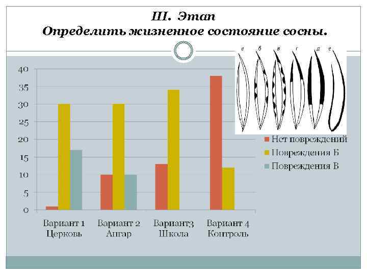 III. Этап Определить жизненное состояние сосны. 