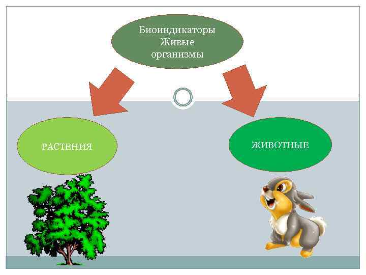 Биоиндикаторы Живые организмы РАСТЕНИЯ ЖИВОТНЫЕ 