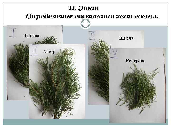 II. Этап Определение состояния хвои сосны. Церковь Школа Ангар Контроль 