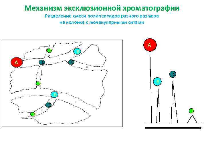 Механизм эксклюзионной хроматографии Разделение смеси полипептидов разного размера на колонке с молекулярными ситами D
