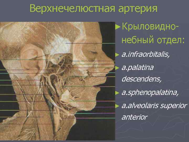 Верхнечелюстная артерия ►Крыловидно- небный отдел: ► a. infraorbitalis, ► a. palatina descendens, ► a.