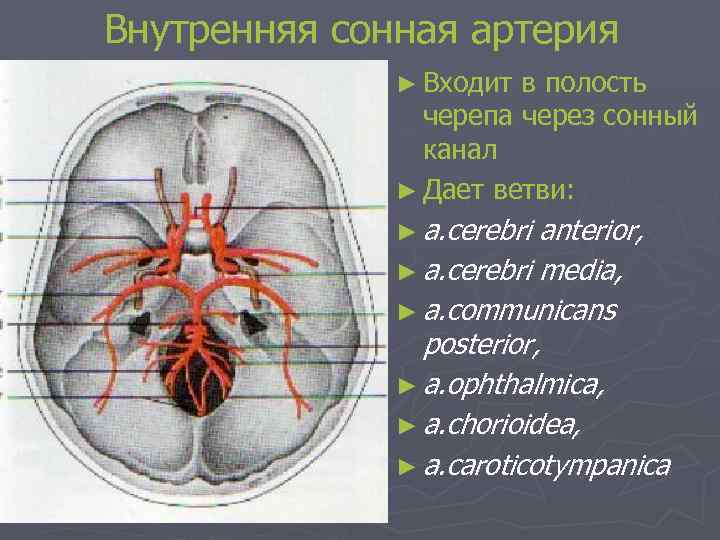 Внутренняя сонная артерия ► Входит в полость черепа через сонный канал ► Дает ветви: