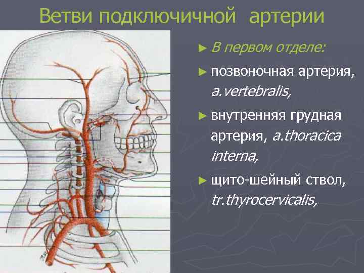 Ветви подключичной артерии ►В первом отделе: ► позвоночная артерия, a. vertebralis, ► внутренняя грудная