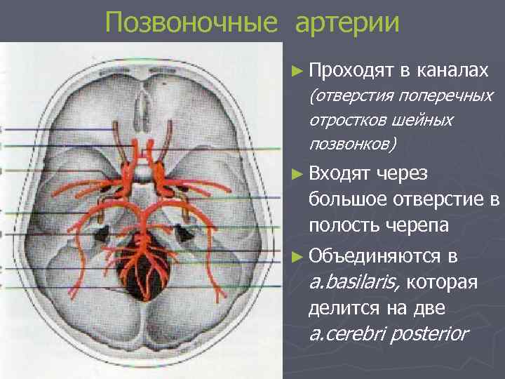 Позвоночные артерии ► Проходят в каналах (отверстия поперечных отростков шейных позвонков) ► Входят через