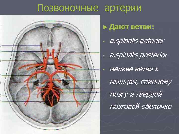 Позвоночные артерии ► Дают ветви: - a. spinalis anterior - a. spinalis posterior -