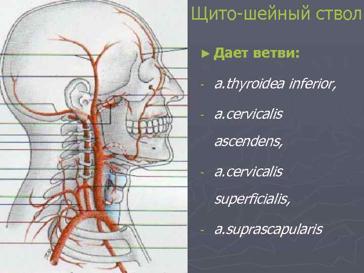 Щито-шейный ствол ► Дает ветви: - a. thyroidea inferior, - a. cervicalis ascendens, -