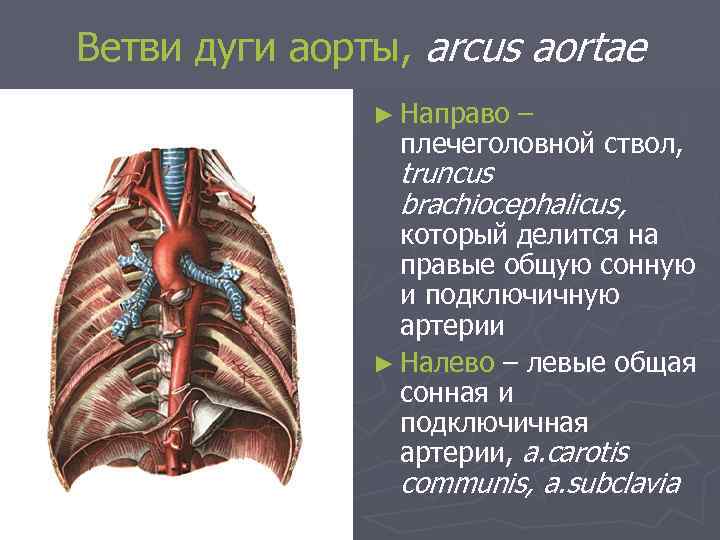 Ветви дуги аорты, arcus aortae ► Направо – плечеголовной ствол, truncus brachiocephalicus, который делится