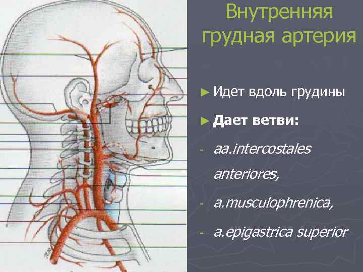 Внутренняя грудная артерия ► Идет вдоль грудины ► Дает ветви: - aa. intercostales anteriores,