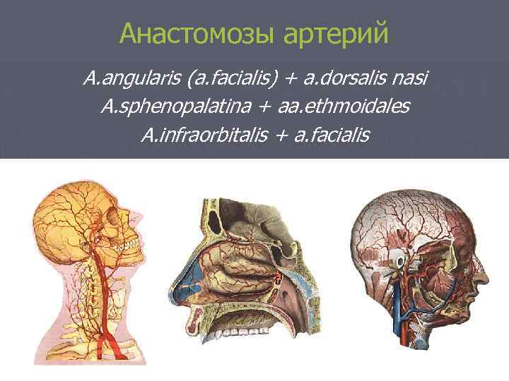 Анастомозы артерий A. angularis (a. facialis) + a. dorsalis nasi A. sphenopalatina + aa.