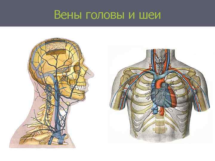 Вены головы и шеи 