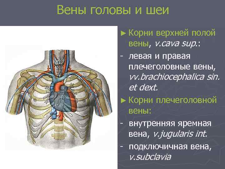 Вены головы и шеи ► Корни верхней полой вены, v. cava sup. : -