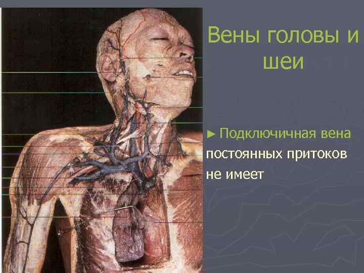 Вены головы и шеи ► Подключичная вена постоянных притоков не имеет 