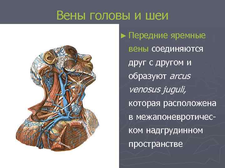 Вены головы и шеи ► Передние яремные вены соединяются друг с другом и образуют