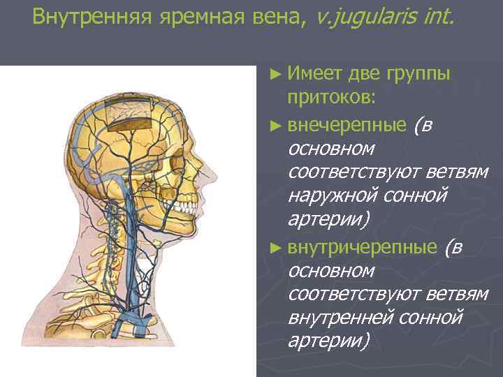 Внутренняя яремная вена, v. jugularis int. ► Имеет две группы притоков: ► внечерепные (в