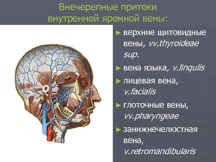 Внечерепные притоки внутренней яремной вены: ► верхние щитовидные вены, vv. thyroideae sup. ► вена