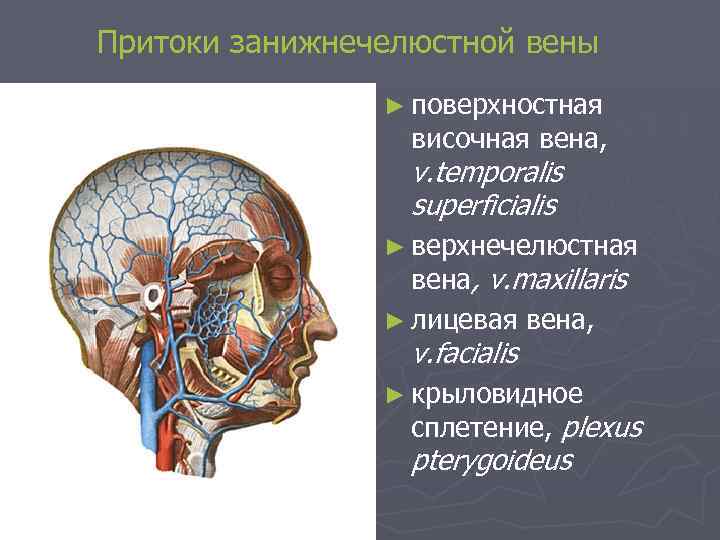 Притоки занижнечелюстной вены ► поверхностная височная вена, v. temporalis superficialis ► верхнечелюстная вена, v.