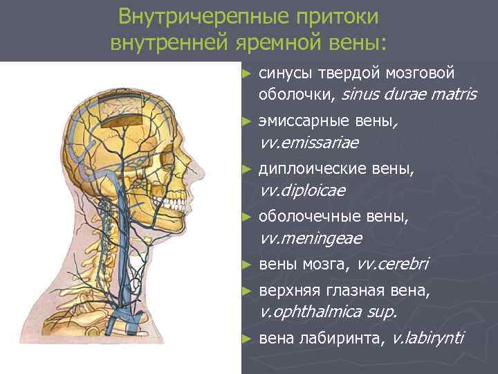 Внутричерепные притоки внутренней яремной вены: ► cинусы твердой мозговой оболочки, sinus durae matris ►