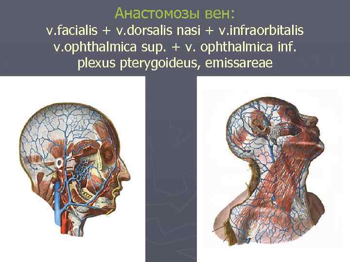 Анастомозы вен: v. facialis + v. dorsalis nasi + v. infraorbitalis v. ophthalmica sup.