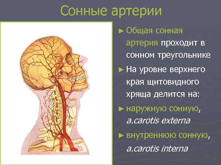 Сонные артерии ► Общая сонная артерия проходит в сонном треугольнике ► На уровне верхнего