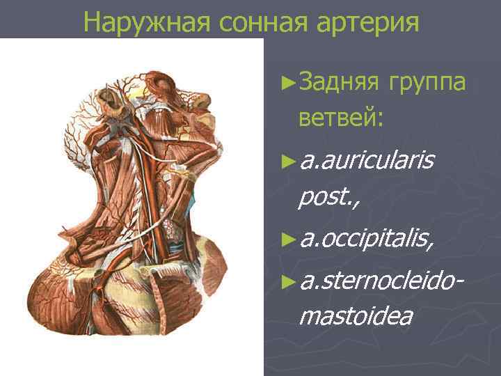 Наружная сонная артерия ►Задняя группа ветвей: ►a. auricularis post. , ►a. occipitalis, ►a. sternocleido-