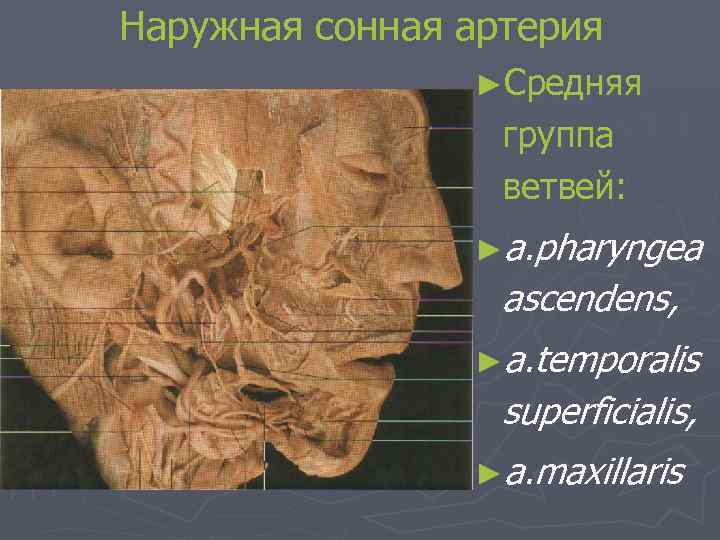 Наружная сонная артерия ►Средняя группа ветвей: ►a. pharyngea ascendens, ►a. temporalis superficialis, ►a. maxillaris