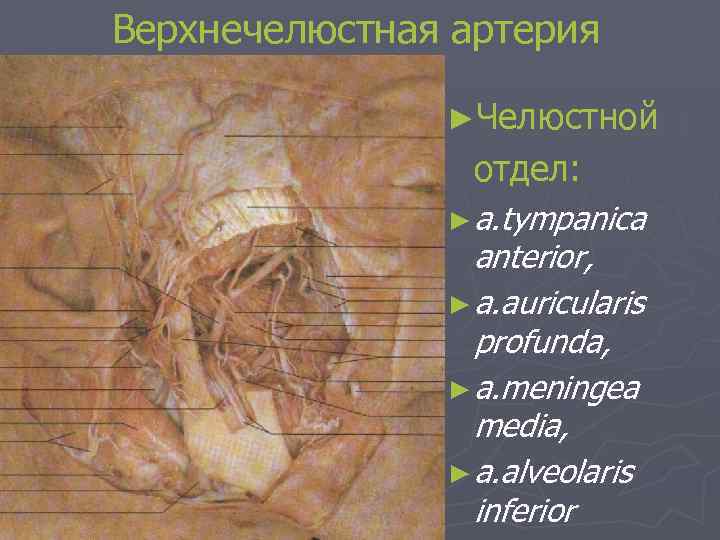 Верхнечелюстная артерия ►Челюстной отдел: ► a. tympanica anterior, ► a. auricularis profunda, ► a.