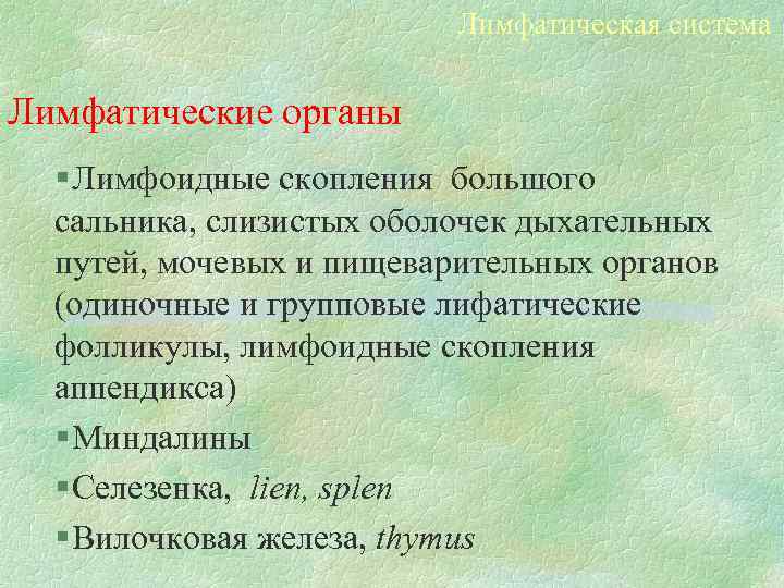 Лимфатическая система Лимфатические органы § Лимфоидные скопления большого сальника, слизистых оболочек дыхательных путей, мочевых