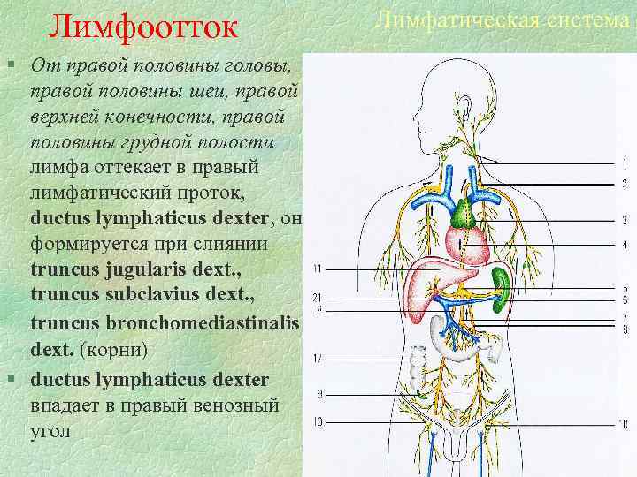 Лимфоотток § От правой половины головы, правой половины шеи, правой верхней конечности, правой половины