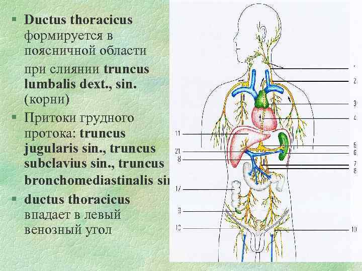 § Ductus thoracicus формируется в поясничной области при слиянии truncus lumbalis dext. , sin.