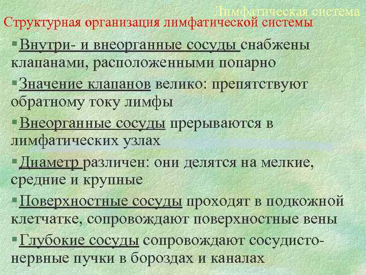 Лимфатическая система Структурная организация лимфатической системы § Внутри- и внеорганные сосуды снабжены клапанами, расположенными