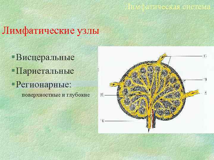 Лимфатическая система Лимфатические узлы § Висцеральные § Париетальные § Регионарные: поверхностные и глубокие 