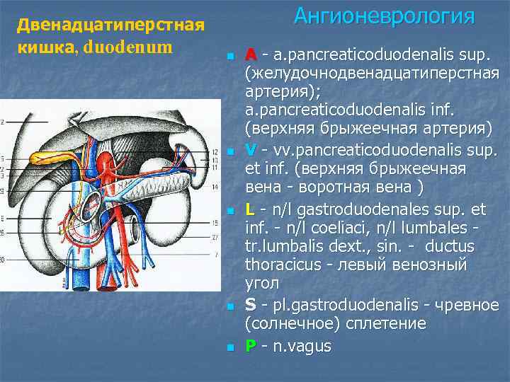 Двенадцатиперстная кишка, duodenum Ангионеврология n n n A - a. pancreaticoduodenalis sup. (желудочнодвенадцатиперстная артерия);