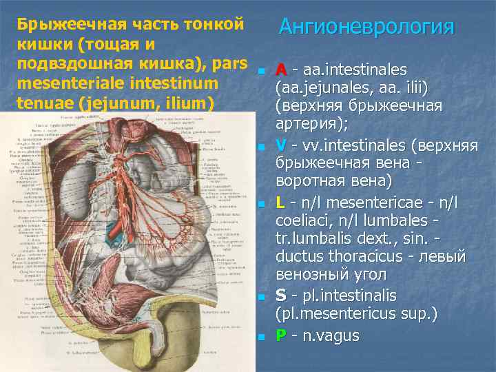 В стенке тонкой кишки имеются сосудистые сплетения