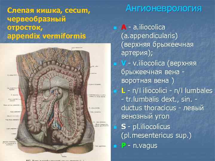 Слепая кишка, cecum, червеобразный отросток, appendix vermiformis Ангионеврология n n n A - a.