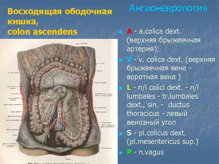 Восходящая ободочная кишка фото