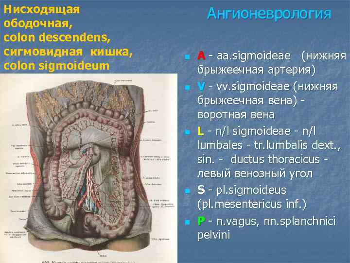 Нисходящая ободочная, colon descendens, сигмовидная кишка, colon sigmoideum Ангионеврология n n n A -