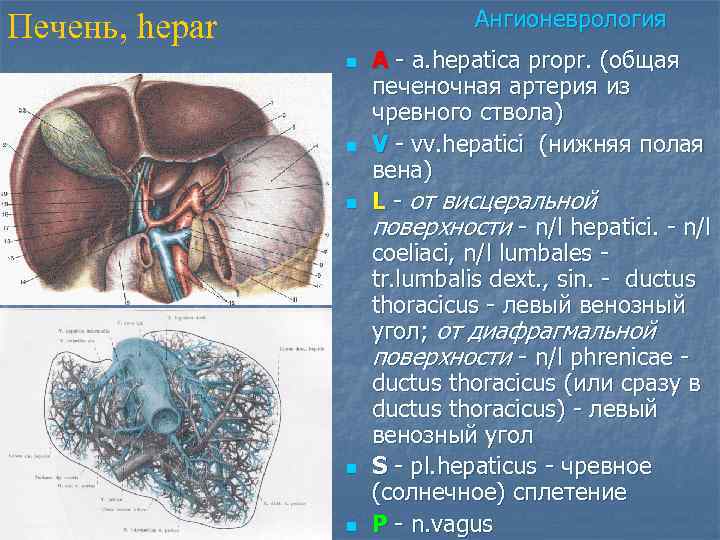 Ангионеврология Печень, hepar n n n A - a. hepatica propr. (общая печеночная артерия