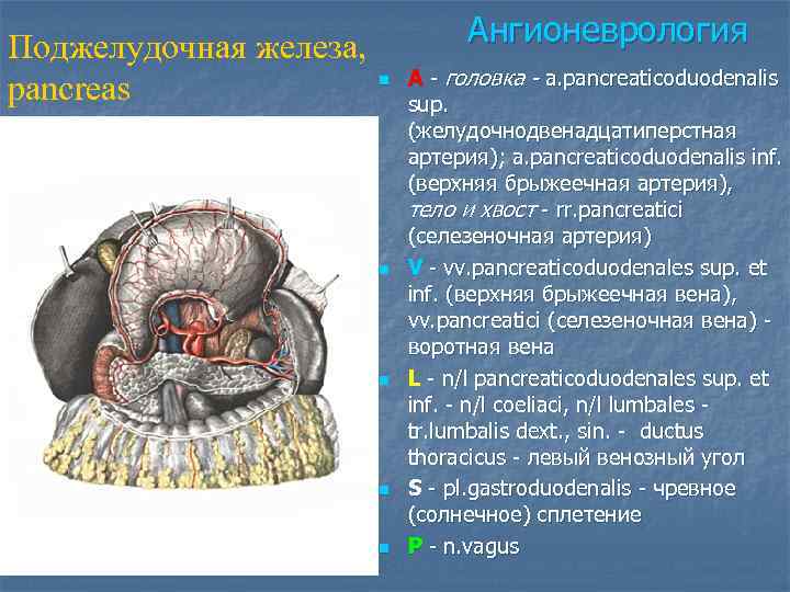 Поджелудочная железа, pancreas Ангионеврология n n n A - головка - a. pancreaticoduodenalis sup.