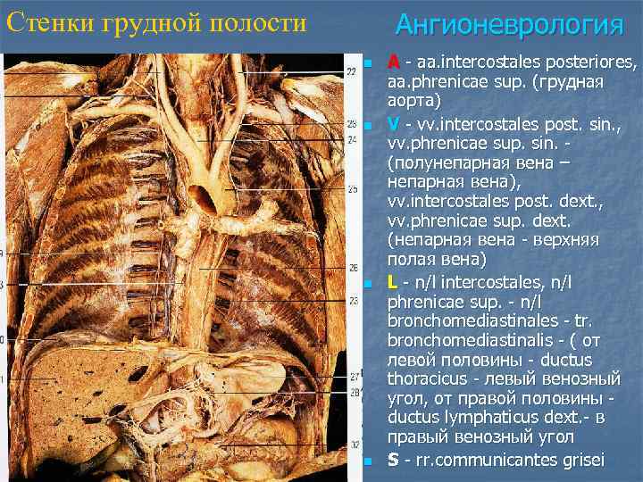 Стенки грудной полости Ангионеврология n n A - aa. intercostales posteriores, aa. phrenicae sup.