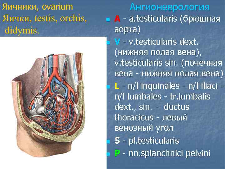 Ангионеврология Яичники, ovarium Яички, testis, orchis, didymis. n n n A - a. testicularis
