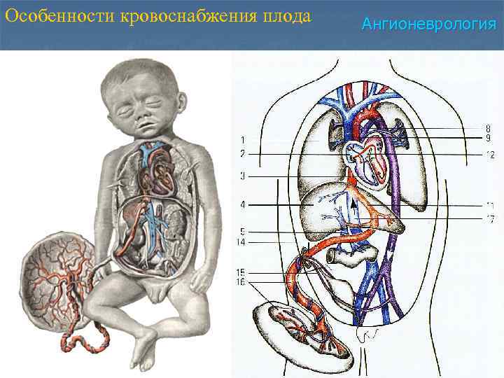 Кровоснабжение плода картинка