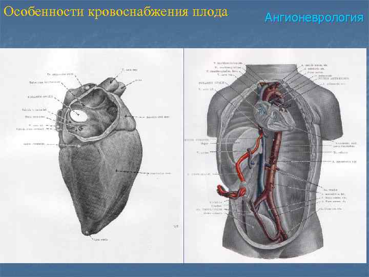 Особенности кровоснабжения плода Ангионеврология 