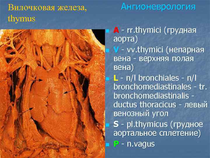 Ангионеврология Вилочковая железа, thymus n n n A - rr. thymici (грудная аорта) V