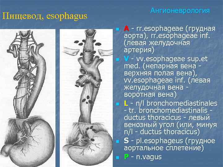 Ангионеврология Пищевод, esophagus n n n A - rr. esophageae (грудная аорта), rr. esophageae