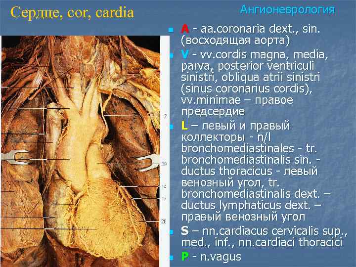 Ангионеврология Сердце, cor, cardia n n n A - aa. coronaria dext. , sin.