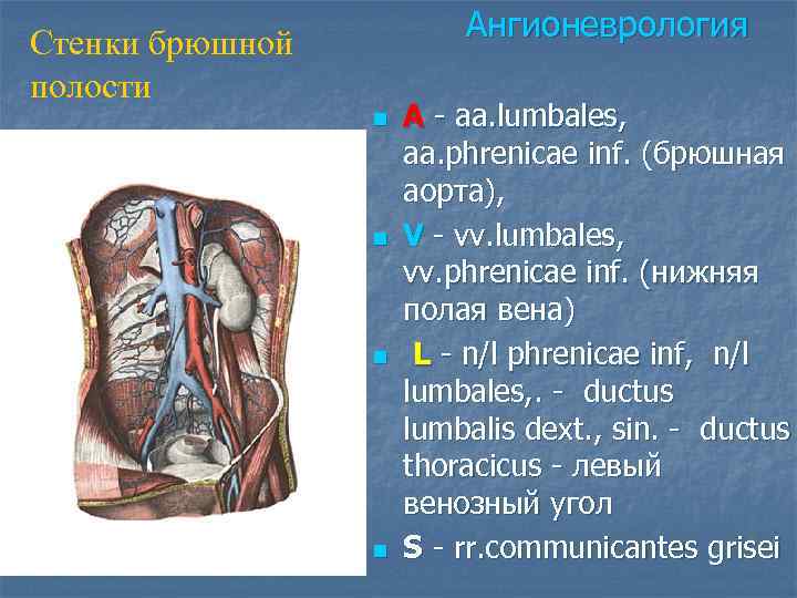 Ангионеврология Стенки брюшной полости n n A - aa. lumbales, aa. phrenicae inf. (брюшная