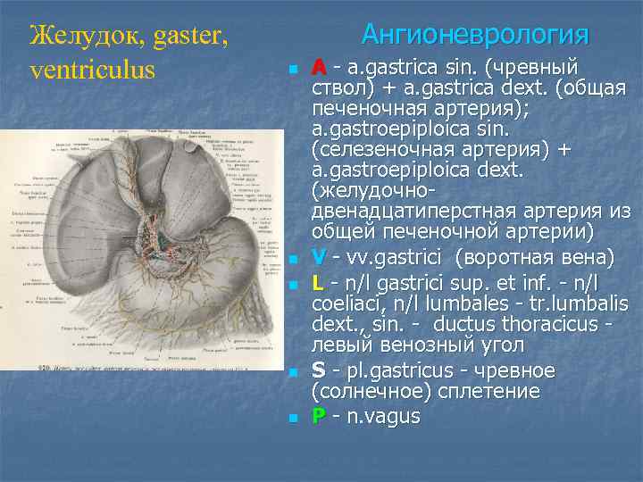 Желудок, gaster, ventriculus Ангионеврология n n n A - a. gastrica sin. (чревный ствол)